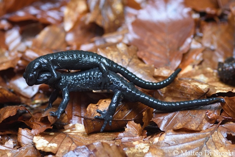 Combattimento tra maschi di Salamandra alpina